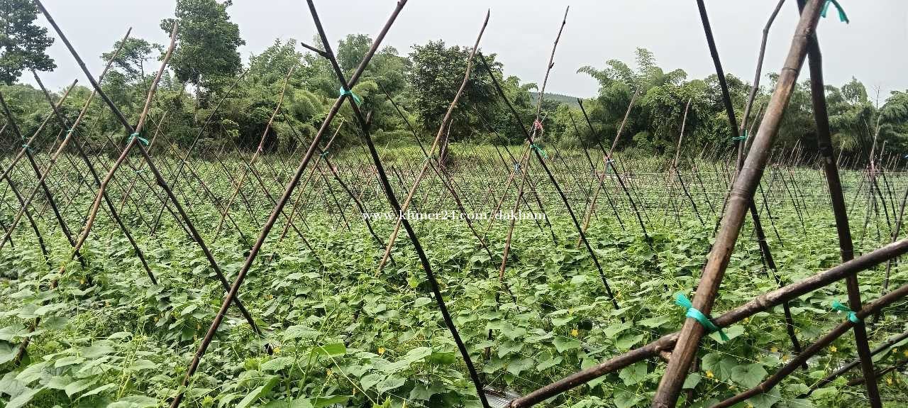 ដីលក់បន្ទាន់ជាប់ប្រភពទឹកអូរខួបប្រាំងខួបវស្សា ស្រុកឈូក ខេត្តកំពត