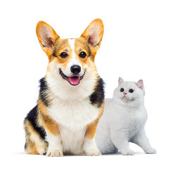 Pets