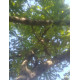 Malongka 070280086