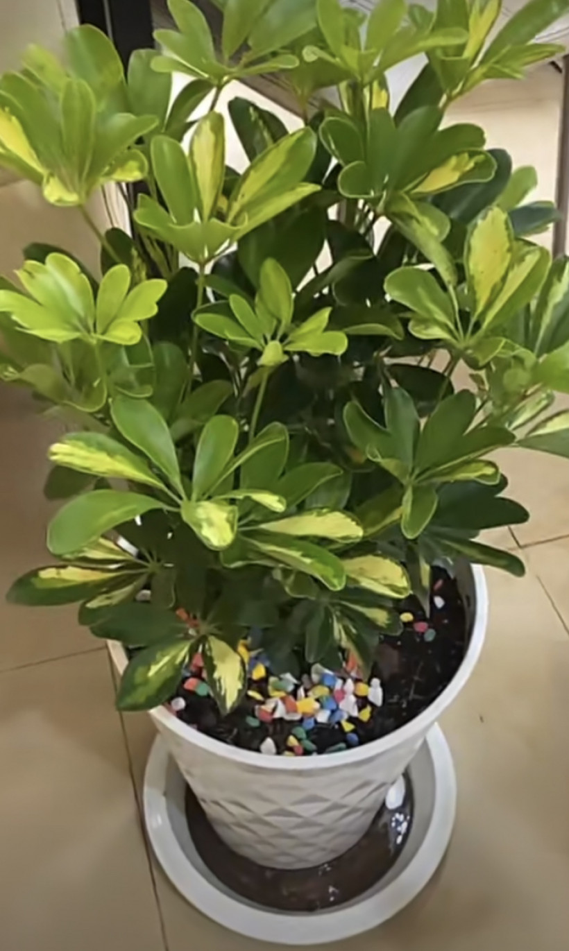 Vicheth Pen ប៉ែន វិចិត្រ