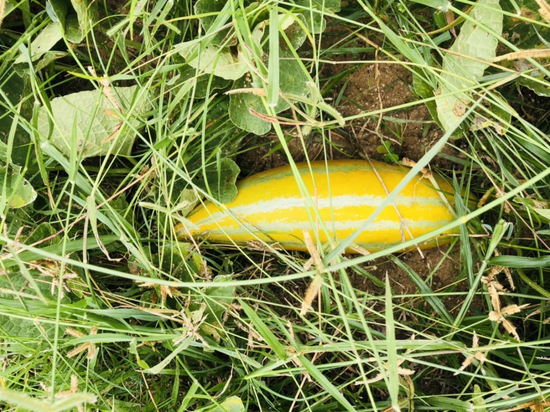 ដើមពោធ៌ ១៦៨