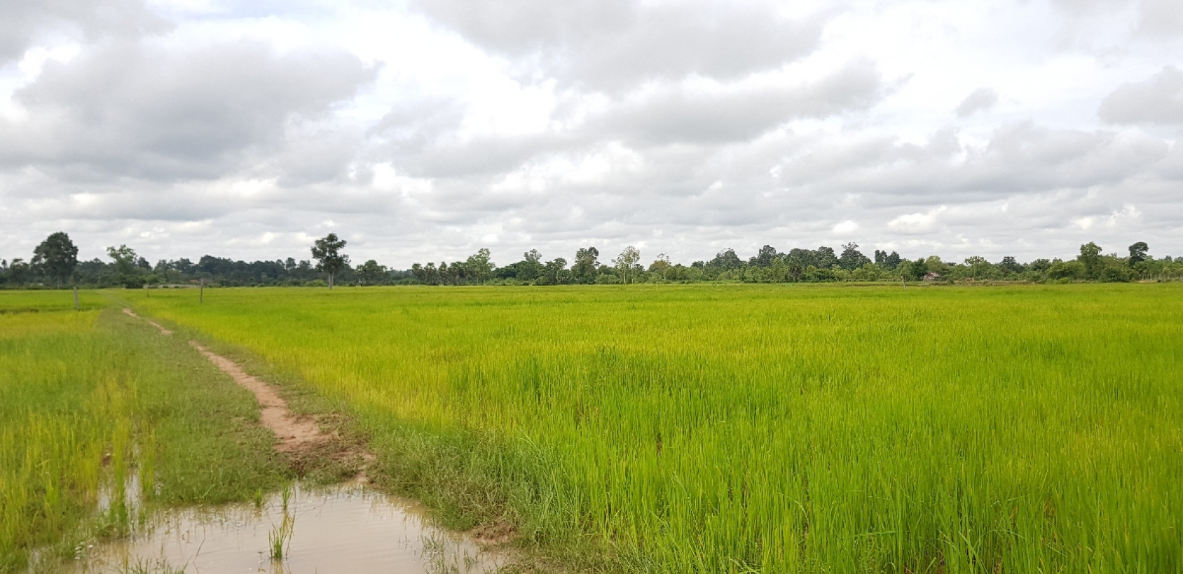 រឹទ្ធសែន កងរី