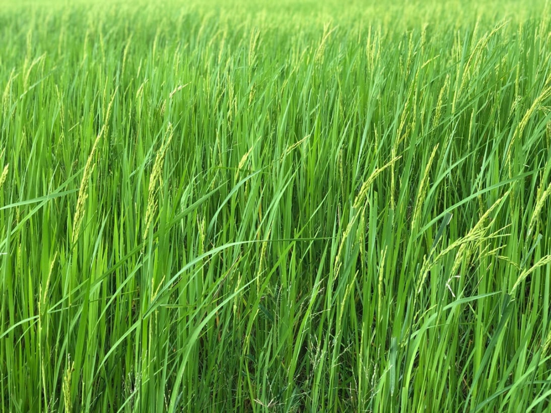 អ្នកស្រែ ចូលក្រុង