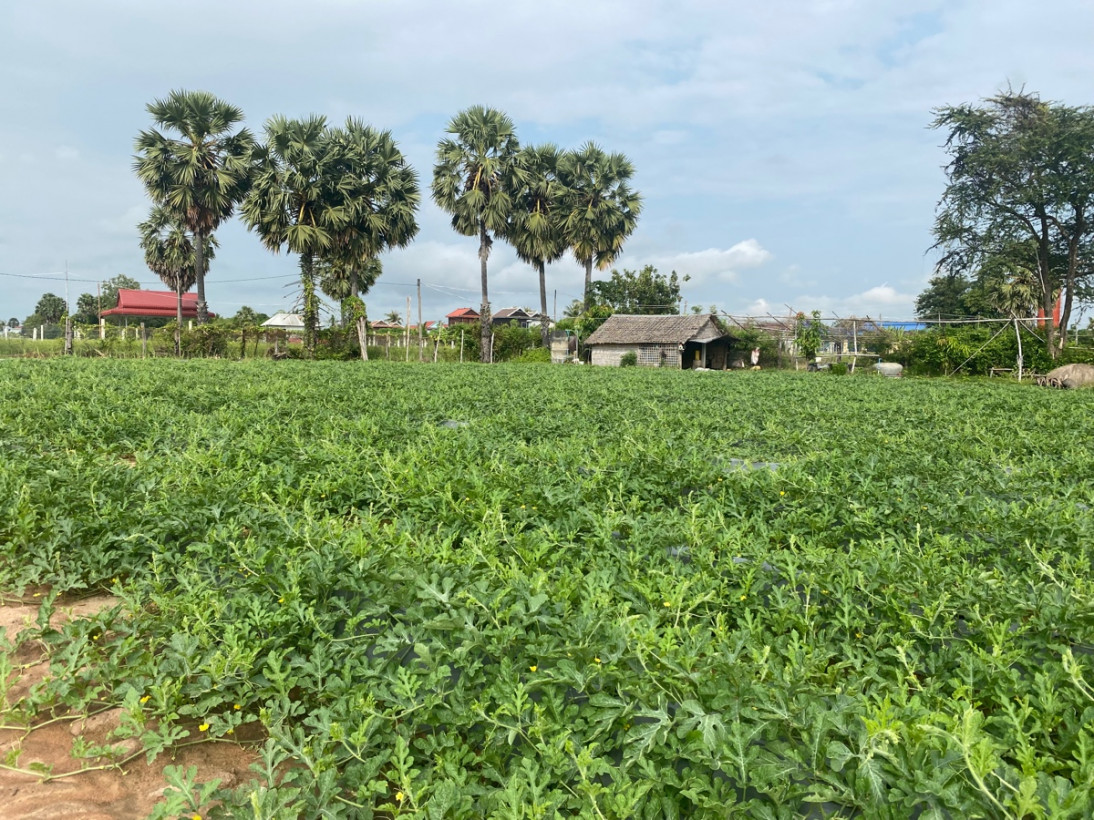 Representatives 955532