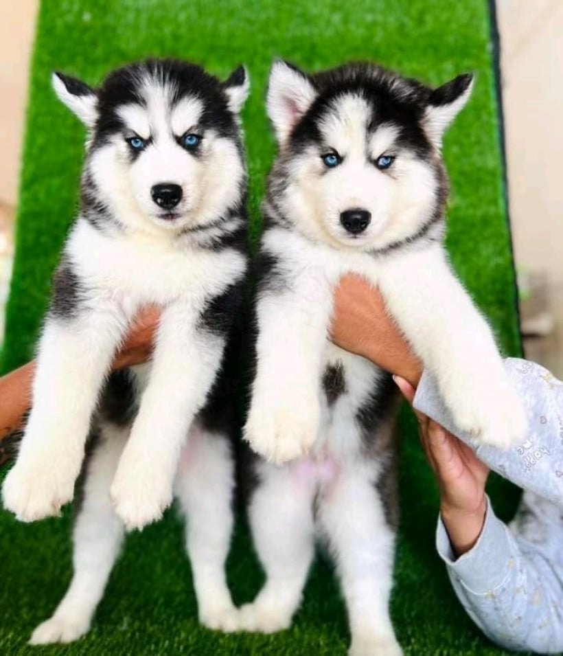 Sihanoukville Pet shop