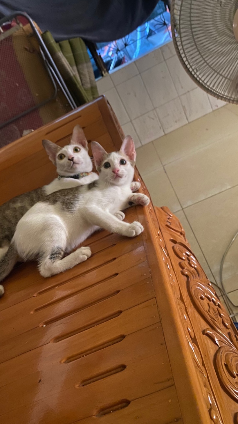 ស្រីលក្ខណ៍ ស្រីលក្ខណ៍