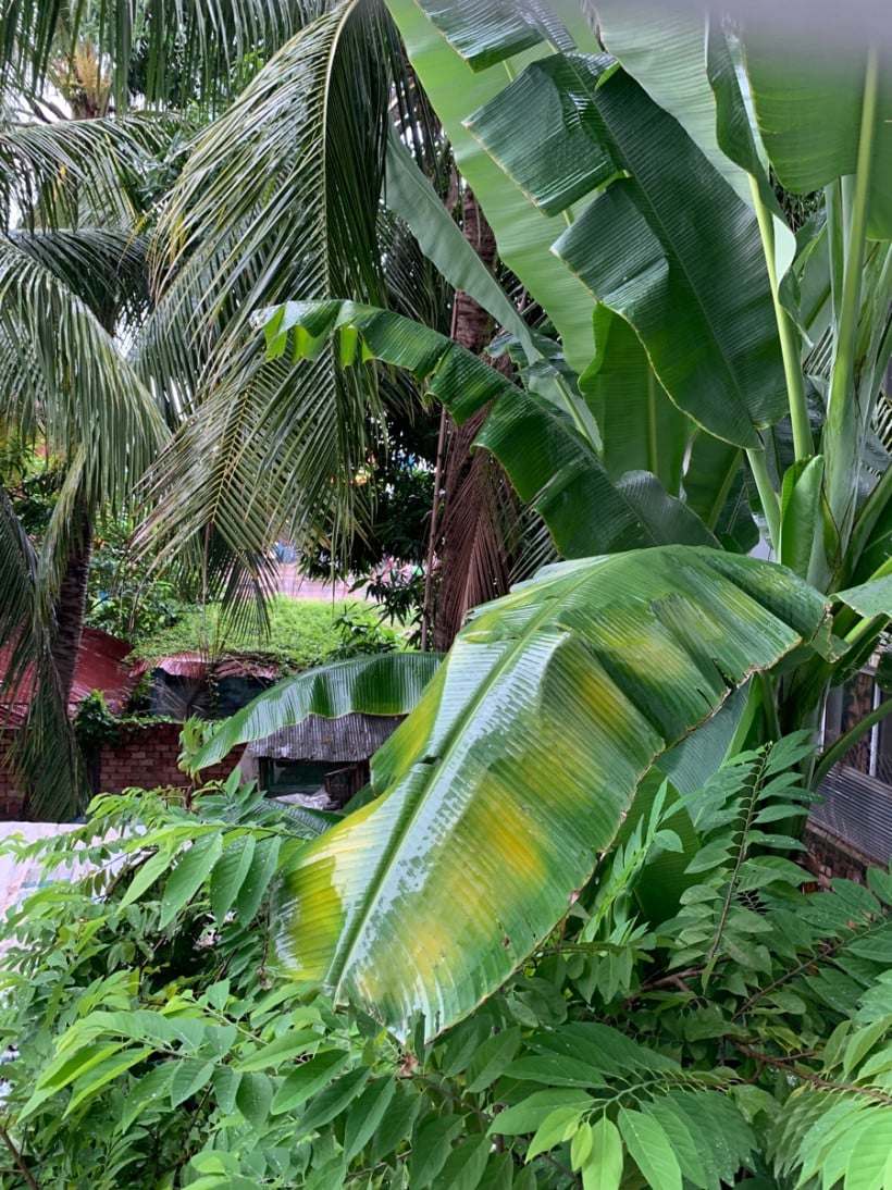 កុយ RaksmeyKoy