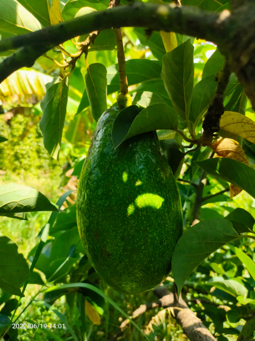 លក់ឡាន ជិះផ្ទាល់