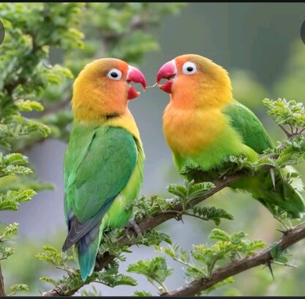 សេក សំណាង សេក ជ័យ 098844110.តេឡេក្រាម011844110 - Khmer24