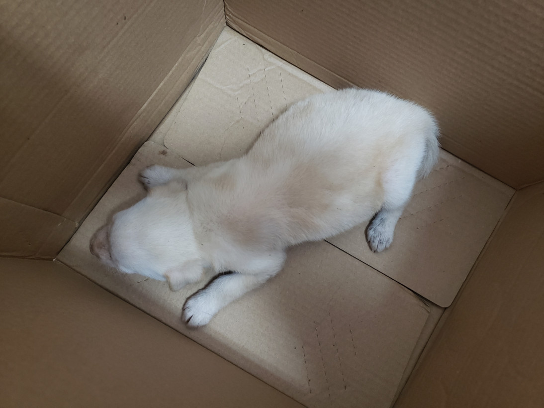 បូ ផាន់ណា