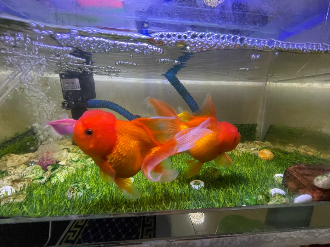 មាស សម្បត្តិ