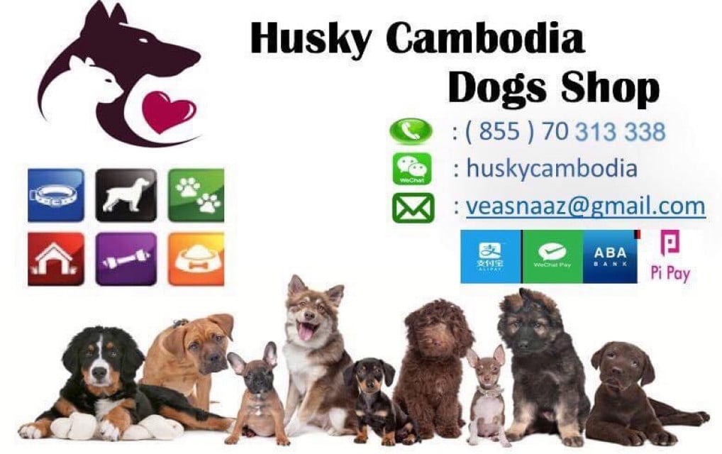 Husky Cambodia Dogs Shop