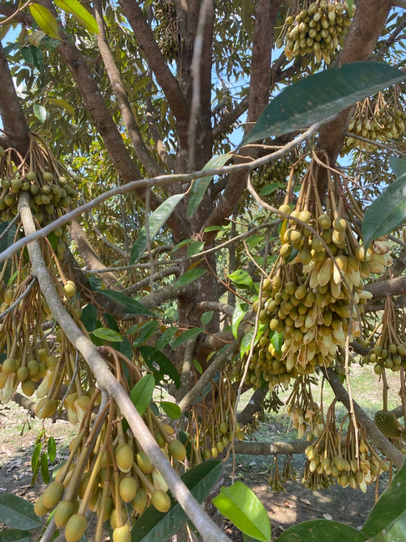 លក់ដី ចម្ការខេត្តកំពត
