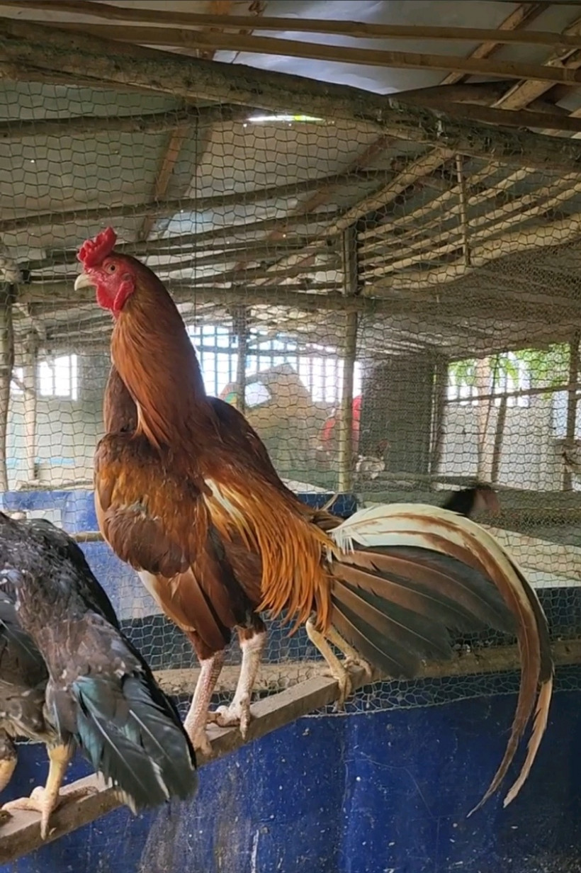 សម្បត្តិ មានជ័យ