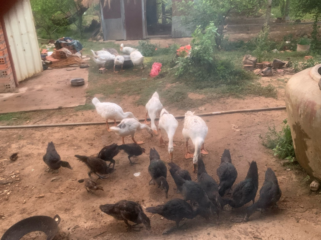 រ៉េន ផុន