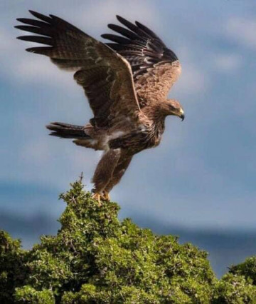 ឡាត ទិញលក់ឡាន