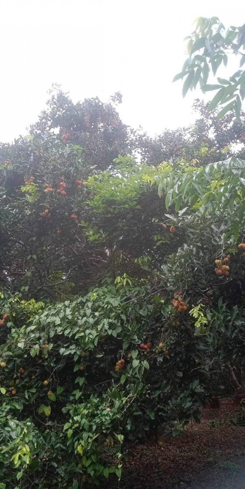 រម៉កម៉ូតូចេកចៀនលក់