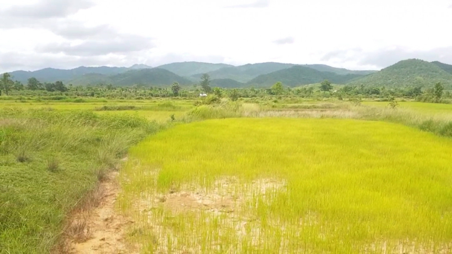 ដីចំការ៤.៥ហិចតា ក្បែរជេីងភ្នំ