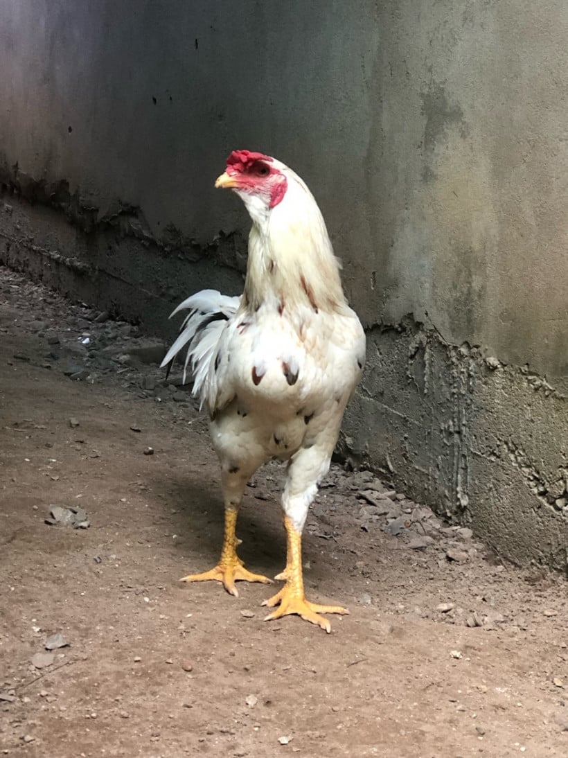 Facebook #chea savoeun