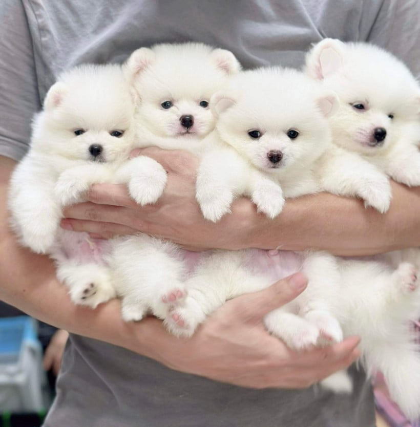 La La Pet Shop 068533371