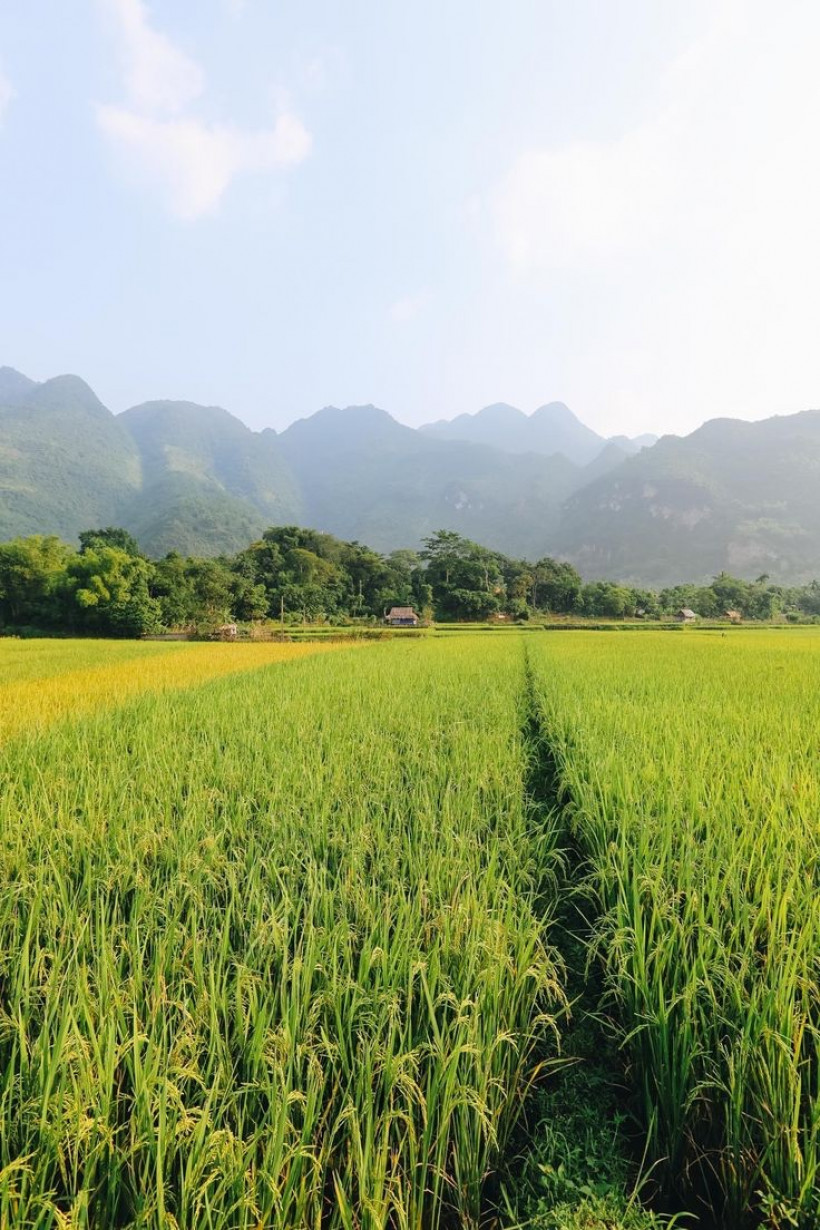 ចាន់ រតនា