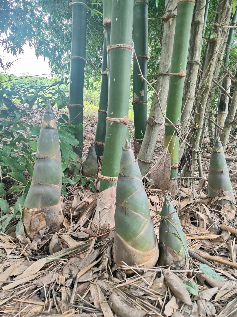 ថេង សុខ ឡេង