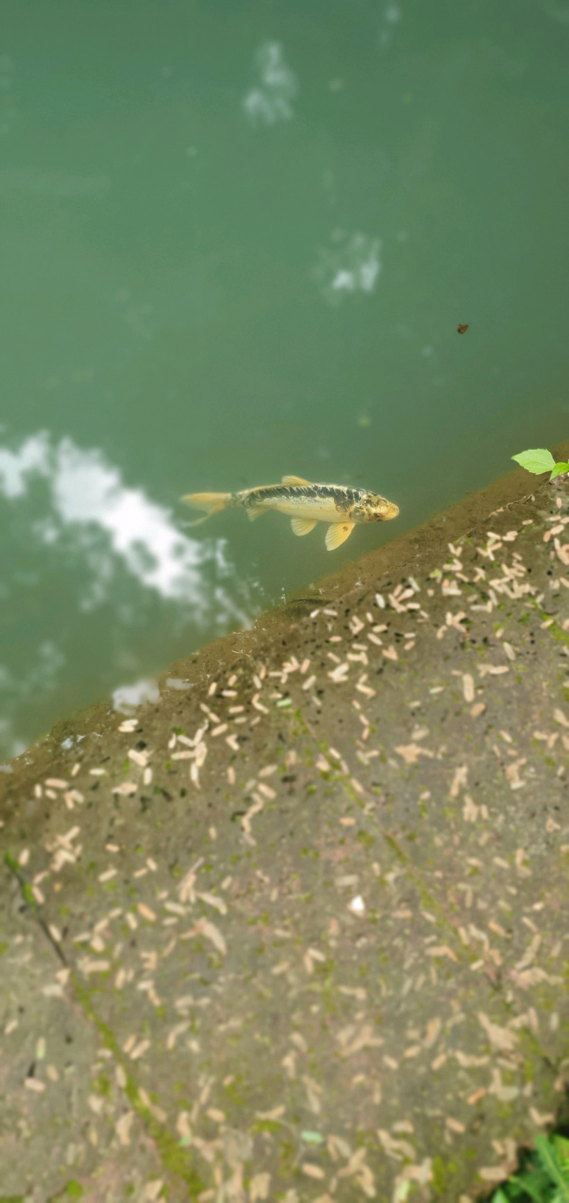 virak kheang sale and buy