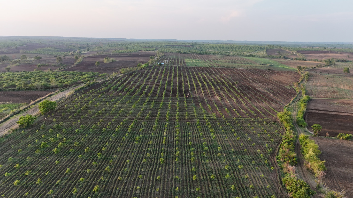 កសិកម្ម កម្ពុជា