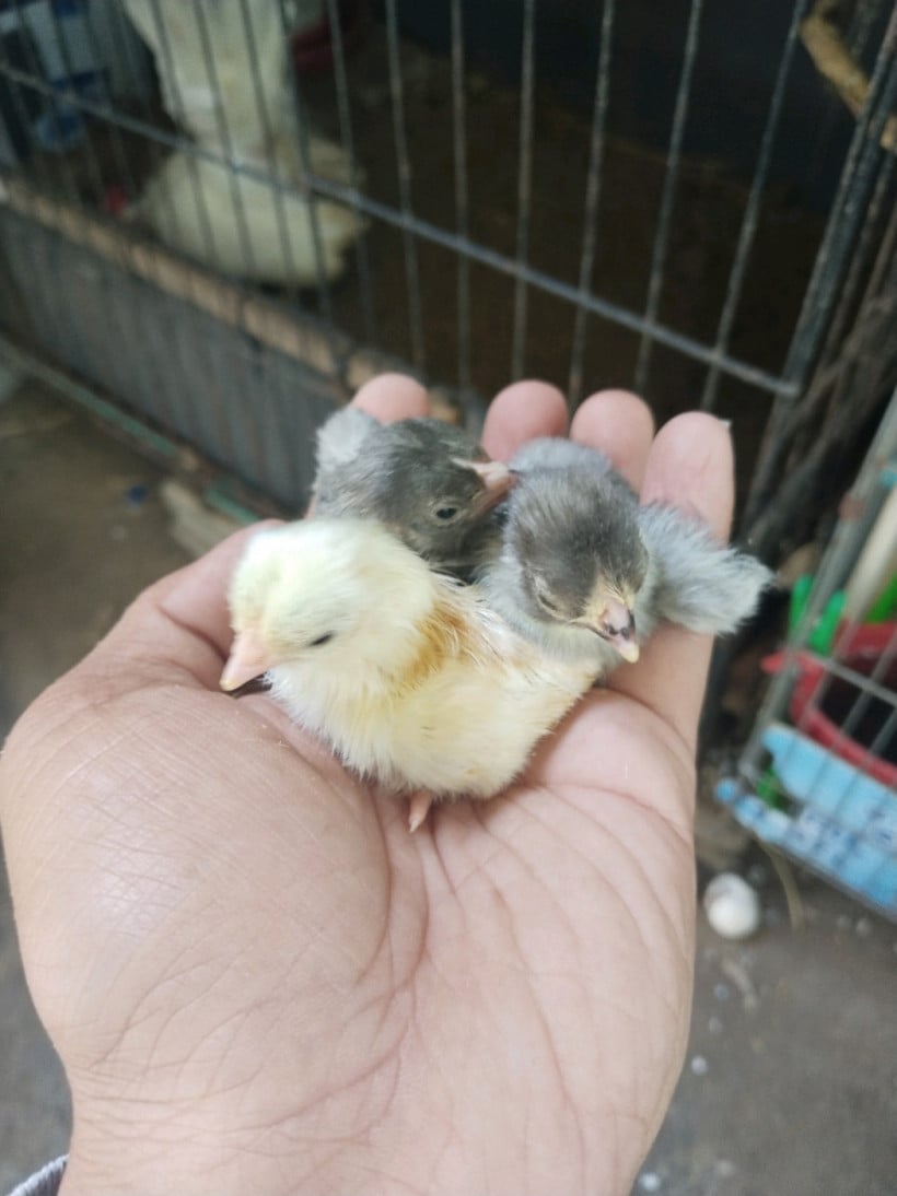 Mini Chicken