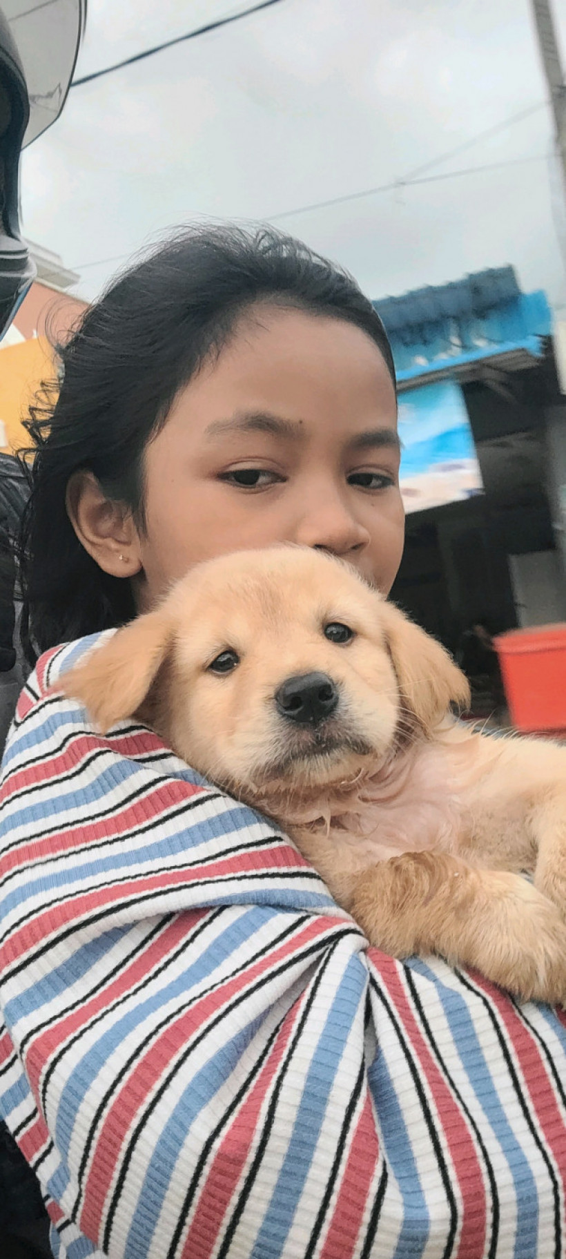 98 លក់សត្វចឹញ្ចឹមសៀមរាប