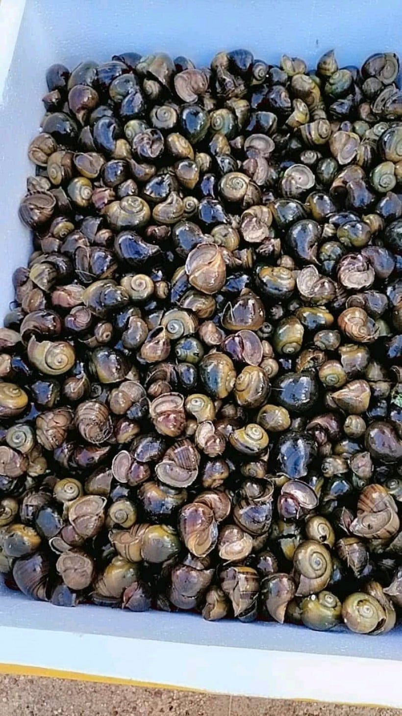 សេង ប៉ោហ៑ាង