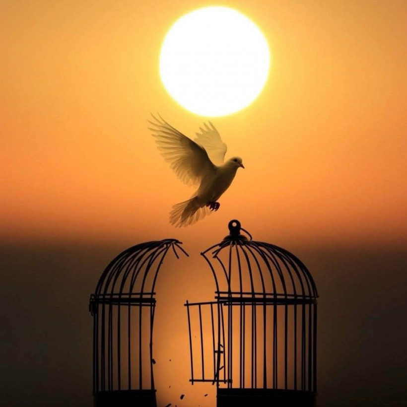 ពូជ្រុយ ទិញលក់ — សាងឡាន