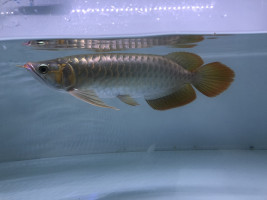 ស្រី​ ឡែន