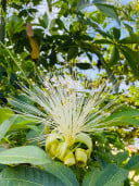 បង ម៉ាប់