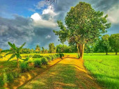 ឡេង ស្រី