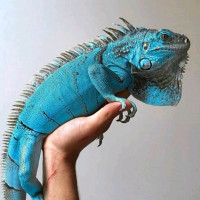 លក់ សត្វចិញ្ចឹម