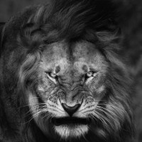 Camko Meanchey Sport