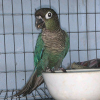 Elegant Parrots