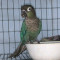 Elegant Parrots