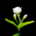 កាក សែល