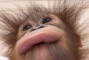 Bo