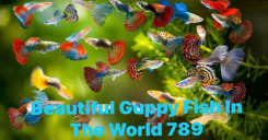Beautiful Guppy Fish In The World 789