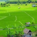 Somavotey Pich
