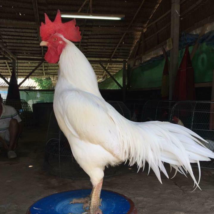 ស្តេចបក្សី ដីក្រហម