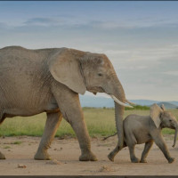 ស្តេច ដំរី