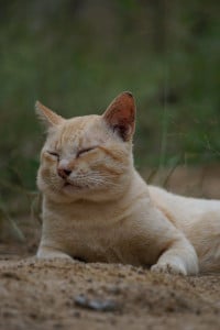 ទូរស័ព្ទជោគជ័យ Thourasapht Chokchey),