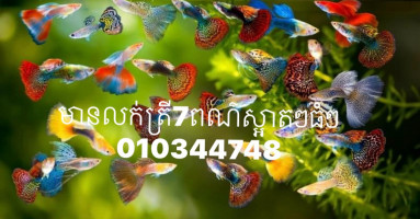 វាសនាកូនកំព្រាលក់ ត្រីក្រឹម៧ពណ៌ស្អាតៗ