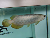 Fish Arowana