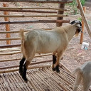 មានលក់ ពពែ