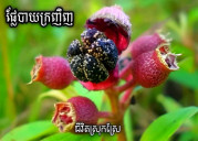 ឡឹង ចាន់